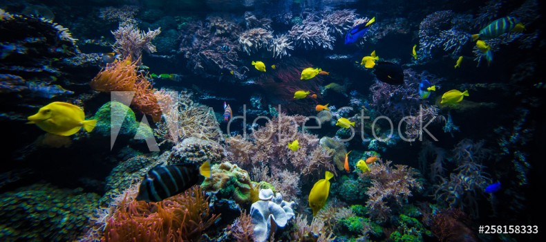 Picture of underwater coral reef landscape with colorful fish